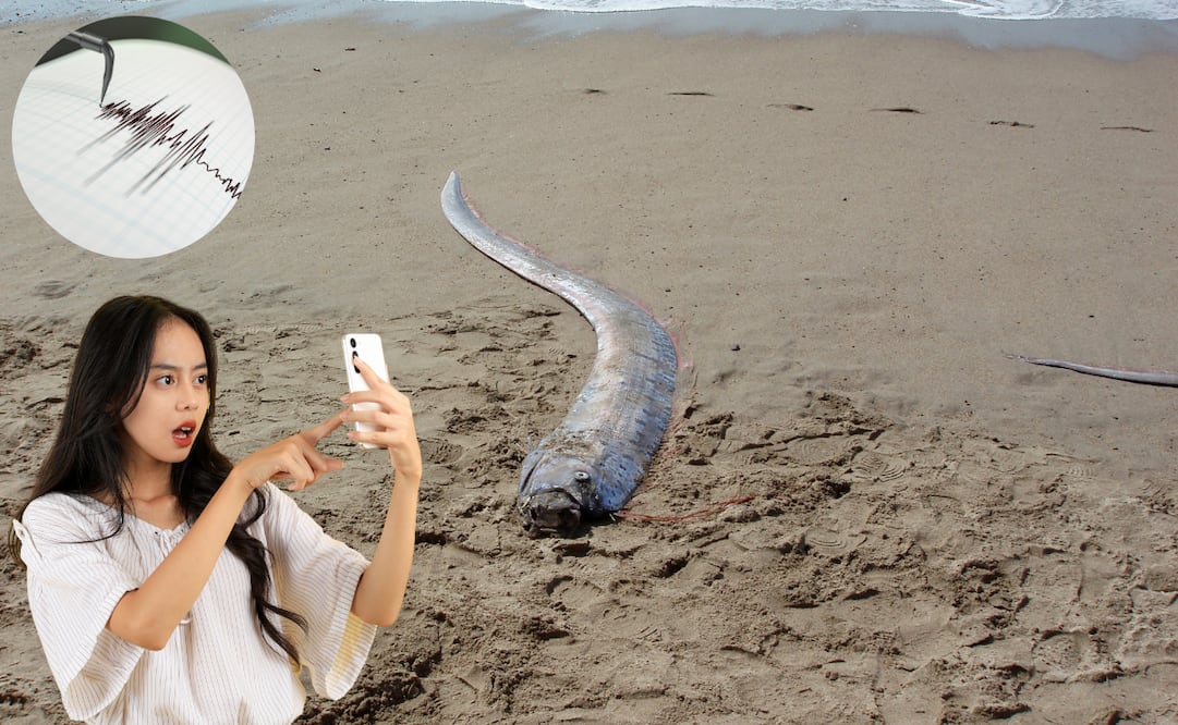 El hallazgo de un pez remo en Bucerías reavivó creencias sobre presagios sísmicos, aunque la ciencia ofrece explicaciones ambientales alejadas del miedo.
Foto: El Universal