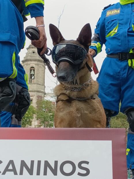 ¡Suave batallón! "Max" y perritos del Ejército desfilan en el Zócalo