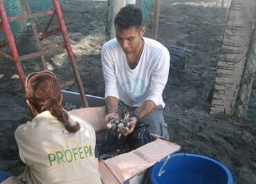 Emiten denuncia por los más de 6 mil huevos de tortuga rescatados en Colima