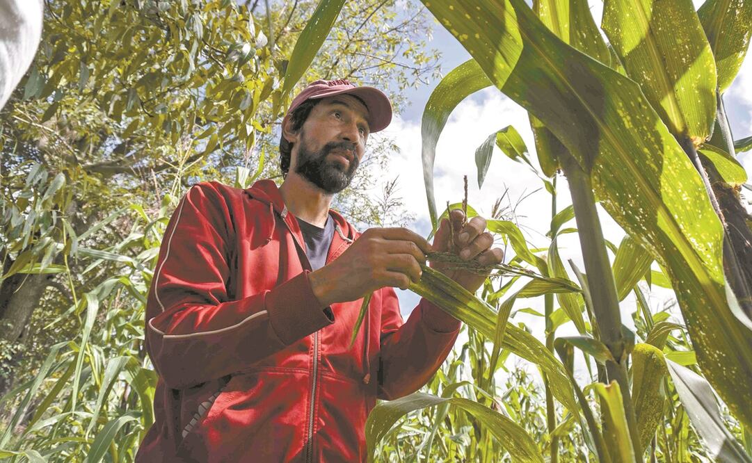 Ricardo Barrios, hijo de campesinos, decidió dejar atrás su carrera profesional y su empleo para trabajar en el campo. Foto: Mario Aturo Martínez/EL UNIVERSAL