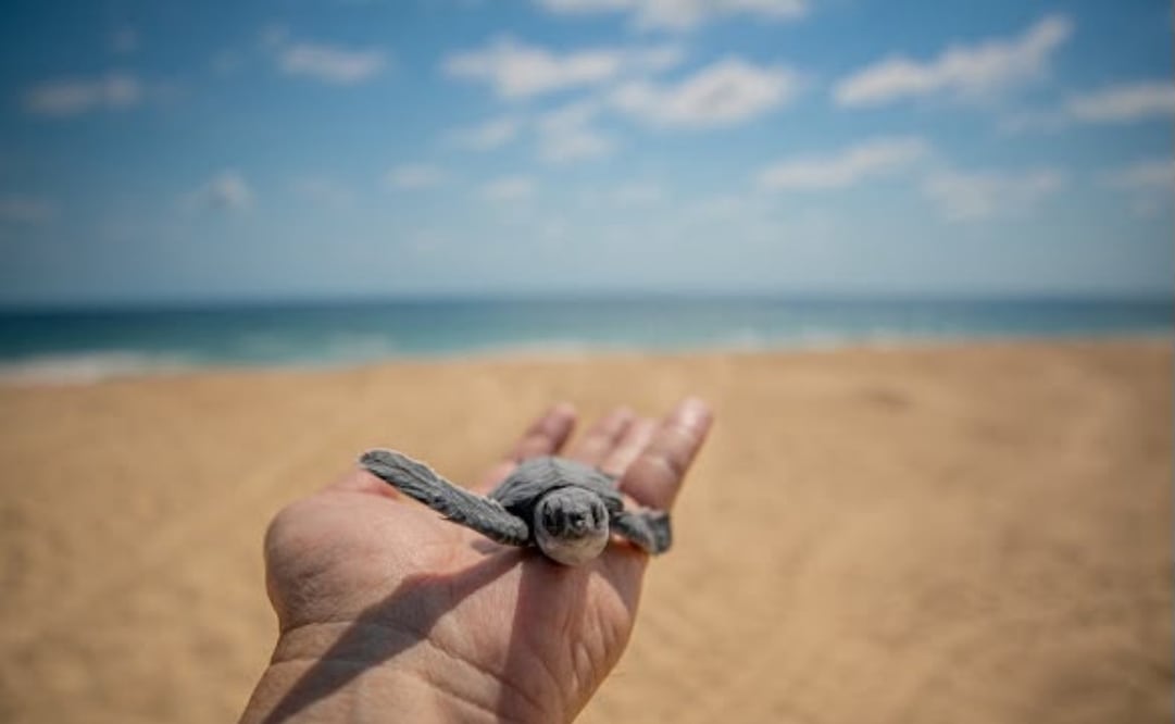 Michoacán invita a turistas a recorrer el estado; ofrece playas, cultura y gastronomía.
Foto: Especial.