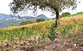 ¡Sequía inmisericorde! Campesinos en Oaxaca tienen miedo de perder sus cosechas por falta de lluvias