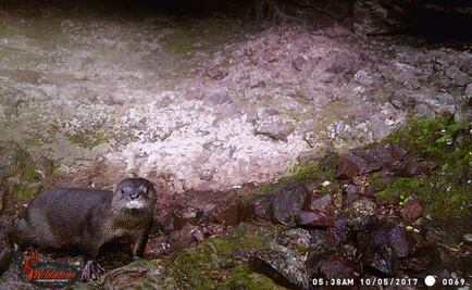 Captan por primera vez a nutria de río en Chihuahua