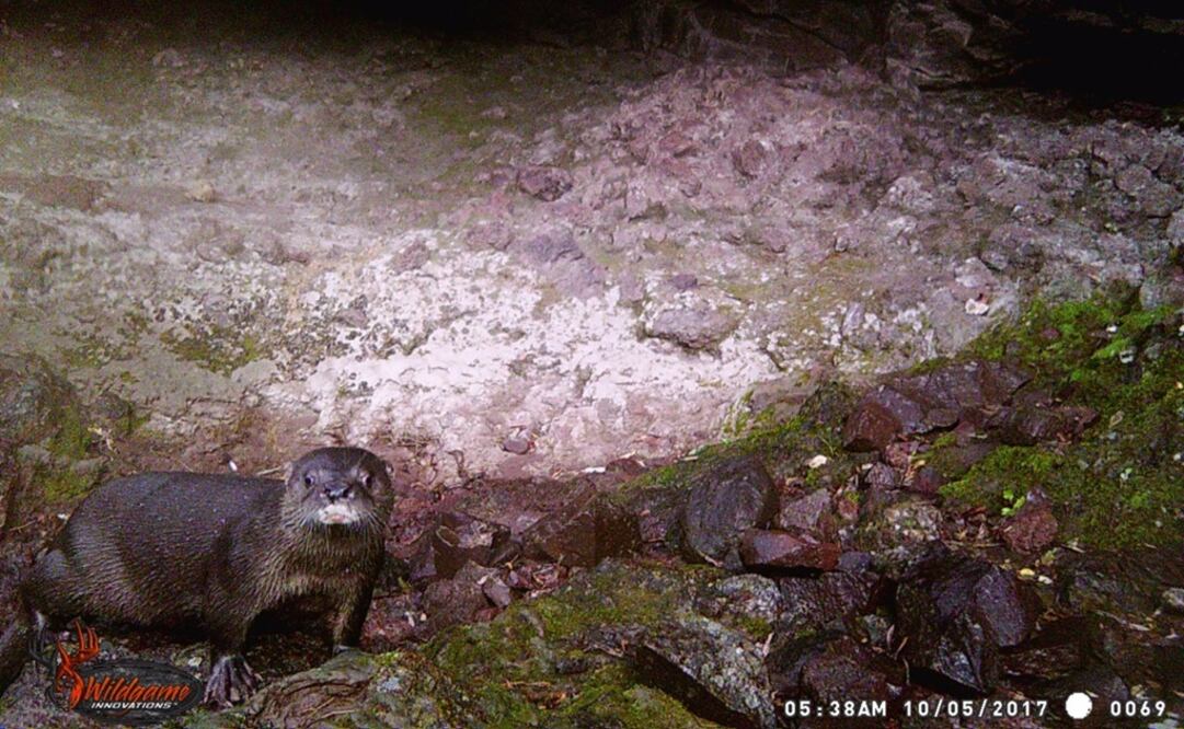 Captan por primera vez a nutria de río en Chihuahua