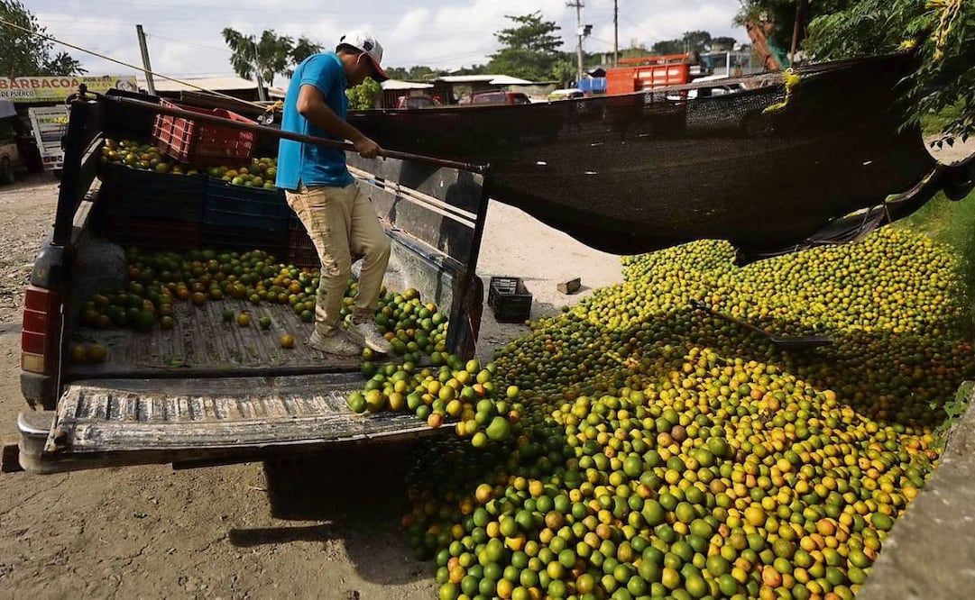 Esteban Argüelles lleva a la plaza El Ídolo su camioneta cargada con naranjas, con la esperanza de venderla toda a los minoristas, aunque sea a un precio menor. Explica que perdió toneladas y tuvo que empezar de cero. Foto: Diego Simón Sánchez / EL UNIVERSAL