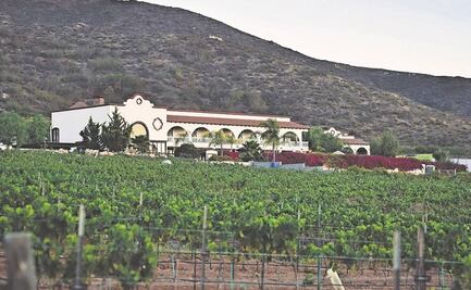 Los retos detrás de un buen vino: agricultura ecológica y turismo