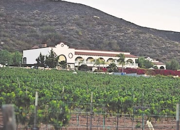 Los retos detrás de un buen vino: agricultura ecológica y turismo