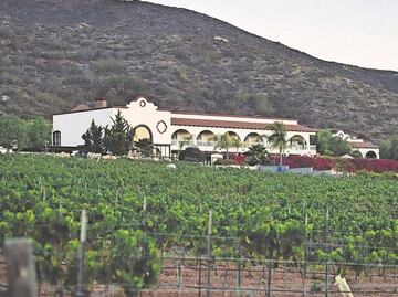 Los retos detrás de un buen vino: agricultura ecológica y turismo