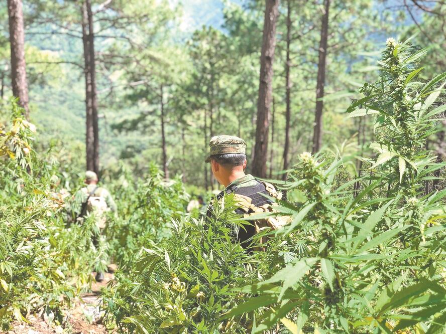 Con la regularización de la marihuana se busca no criminalizar a los campesinos que la siembran, fomentar la investigación, así como su utilización para fines médicos. Foto: ARCHIVO EL UNIVERSAL