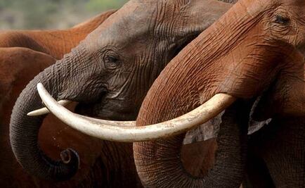 Tailandeses investigan app para detectar marfil ilegal