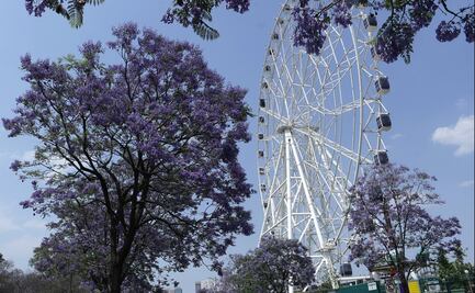 FOTOS: Conciertos, picnic nocturno y teatro entre lo imperdible del Festival Bosque de Chapultepec