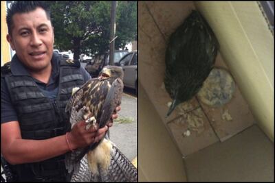 Rescatan aves heridas de sus alas en la CDMX