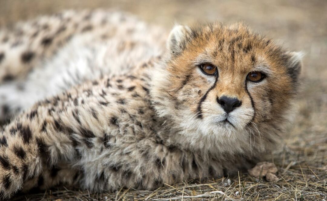 El único cachorro de guepardo asiático de Irán en cautiverio, Pirouz, se acuesta en el Parque Pardisan en Teherán, Irán. Foto: AP