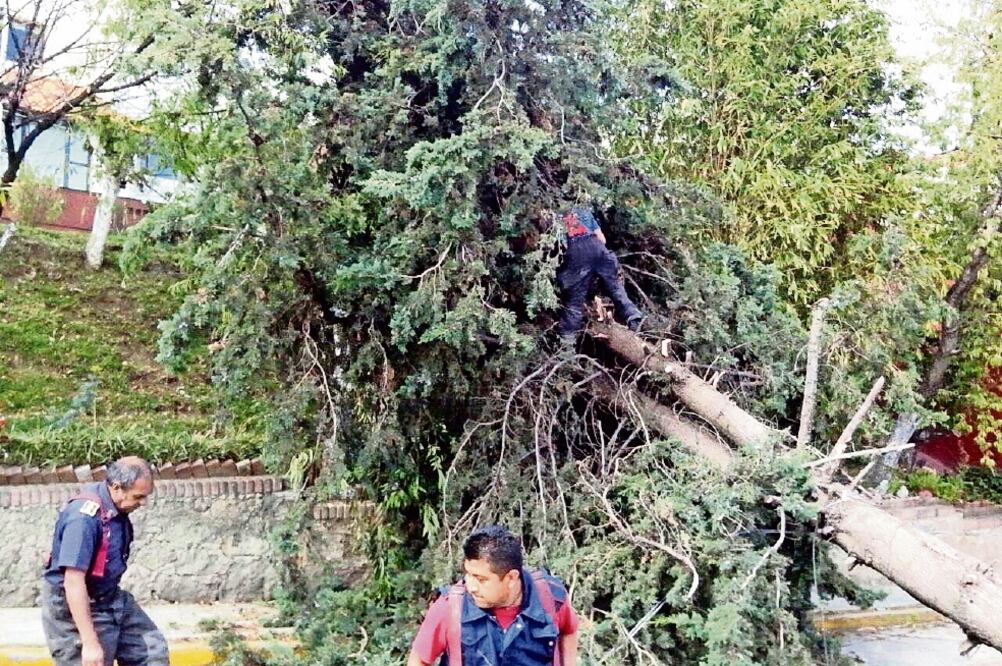 Decenas de árboles, postes y anuncios espectaculares cayeron en diversos municipios del valle de México debido a fuertes ráfagas de viento (ESPECIAL)