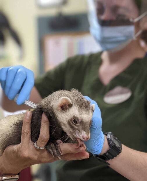 Pingüinos y felinos, primeros "pacientes" vacunados contra el Covid-19 en zoológico de San Francisco