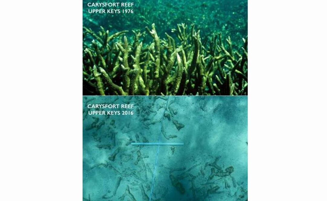 Esta combinación de fotografías proveída por la Universidad de Miami y Chris Langdon muestra el Arrecife de Carysfort, en Florida, en 1976 y en el 2016. Foto: AP