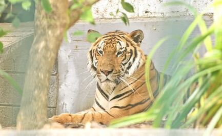 Llega tigre de bengala a zoológico de Veracruz; fue rescatado por la Fiscalía General del Estado