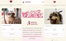 Habilitan plataforma para adoptar a los perros rescatados del Refugio Franciscano; reportan 81 decesos