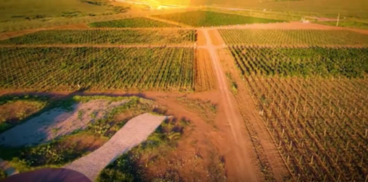 En Sonora también hay vinos ¡Conócelos!