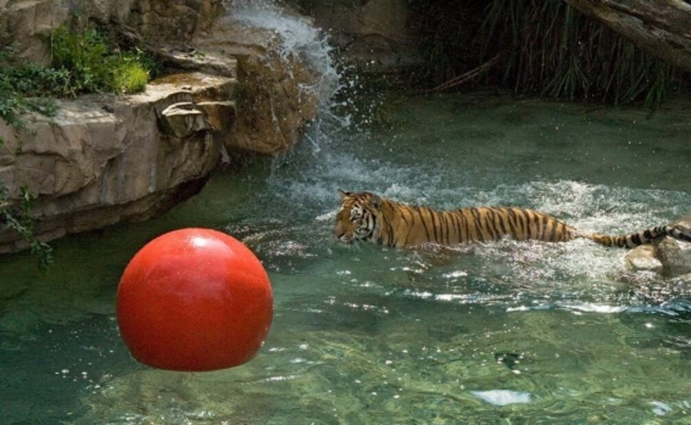Con paletas de hielo, zoológicos de CDMX buscan refrescar a sus animales