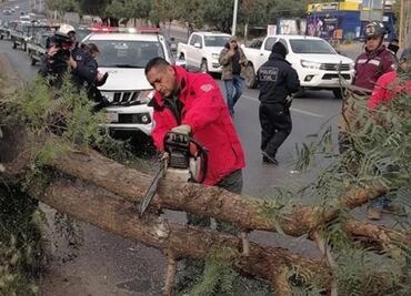 Lonas, árboles y espectaculares caídos tras fuertes ráfagas en Zacatecas; afectan servicio de energía eléctrica
