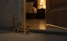 ¿Qué hacer si encuentras un alacrán en casa?; el protocolo definitivo para proteger a tu familia paso a paso