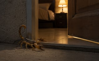 ¿Qué hacer si encuentras un alacrán en casa?; el protocolo definitivo para proteger a tu familia paso a paso