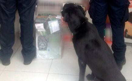 PF asegura droga oculta en una bocina en Jalisco