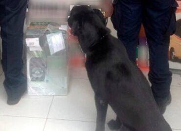 PF asegura droga oculta en una bocina en Jalisco