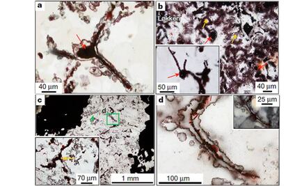 Hallan fósil que podría ser la clave para encontrar vida en otros planetas