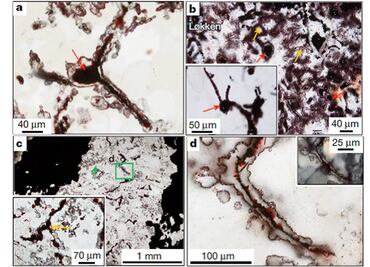Hallan fósil que podría ser la clave para encontrar vida en otros planetas