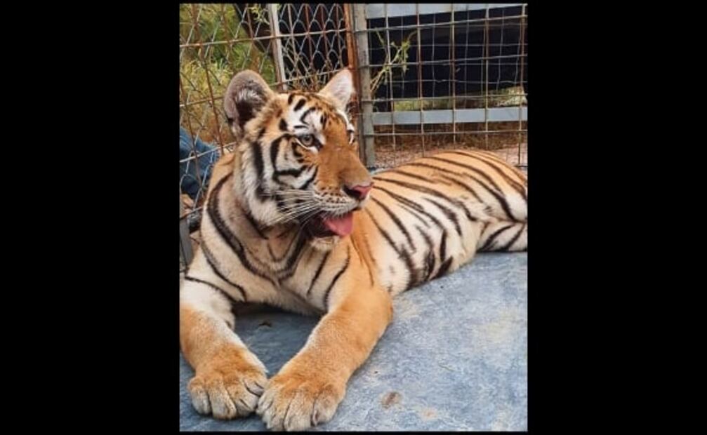 Capturan tigre de bengala que deambulaba en calles de Cuautitlán Izcalli
