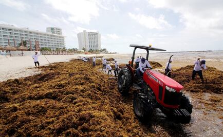 Scientists forecast new seaweed plague on Mexican beaches