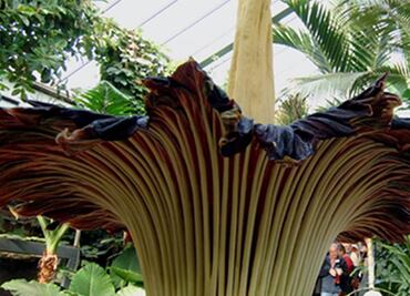 Florece un "aro gigante", la flor más grande del mundo