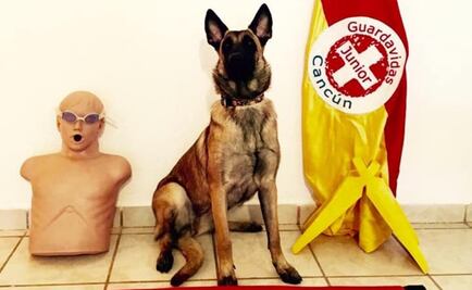 Solicitan apoyo para localizar a "Nina", perrita guardavida