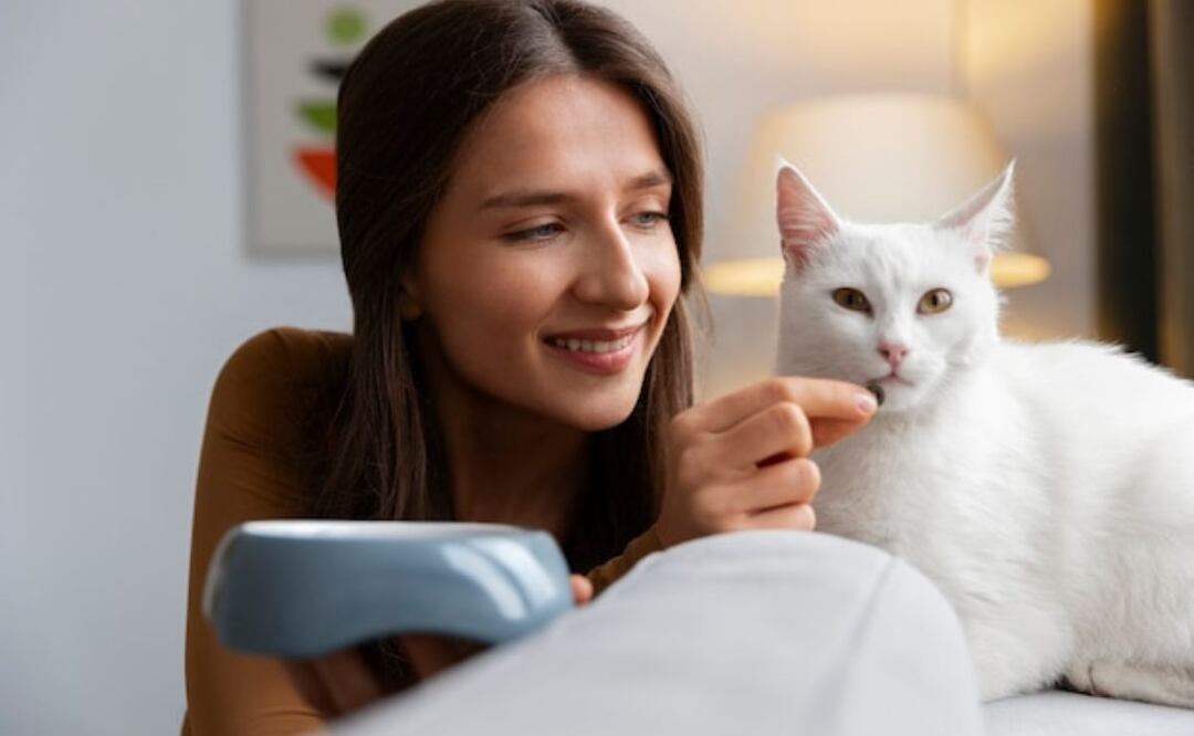 Los gatos son animales sensibles a los cambios de temperatura. Fuente: Freepik.