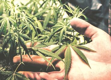 Uso lúdico de marihuana va con luz verde de Morena en el PND