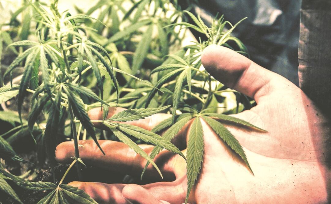 Marihuana. Foto: Archivo/EL UNIVERSAL