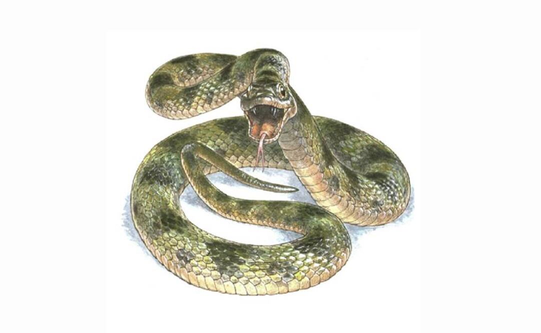La serpiente se descubrió a principios del siglo pasado durante la explotación minera de depósitos con azufre en el yacimiento de Libros. Foto: Current Biology