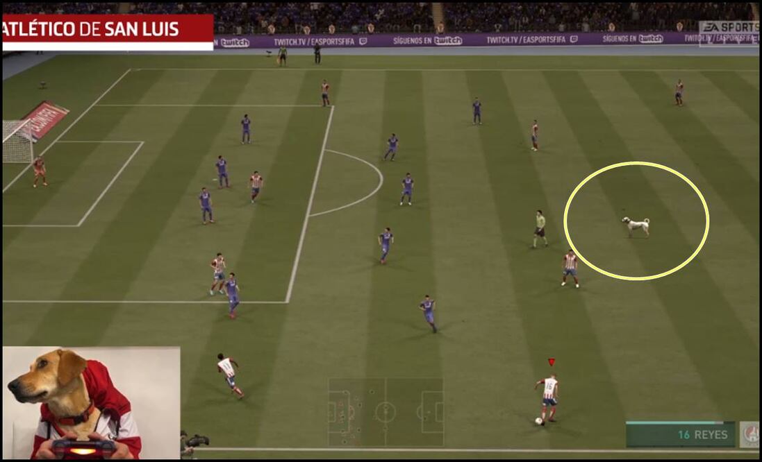 Cortesía A. De San Luis