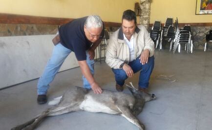 Rescatan a venado atorado en una casa de Saltillo