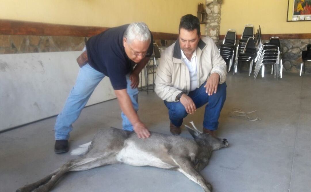 El ejemplar se encuentra en buen estado de salud y será liberado para reintegrarse a su hábitat, dijo el delegado de la Profepa, Raúl Xavier González. Foto: Profepa