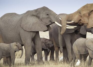 Hallan el gen 'zombi' que protege a los elefantes contra el cáncer