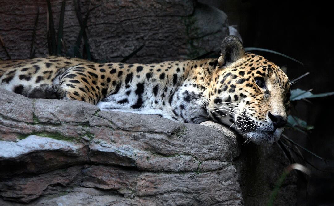 Foto: Archivo El Universal