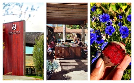 Escápate al Valle de Guadalupe