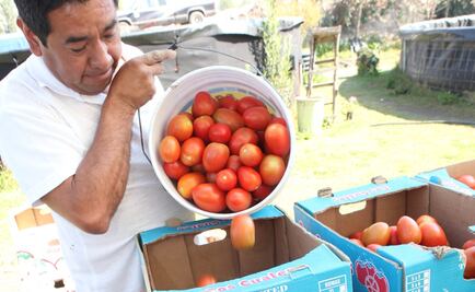 Productores de jitomate no pagarán cuotas sin notificación oficial: CNA