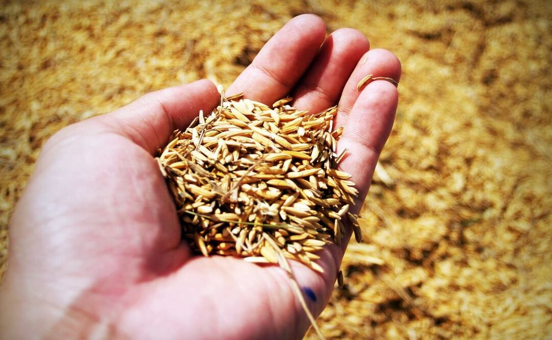 Foto: icon0.com / Pexels