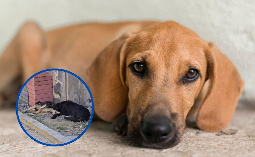 La lealtad entre perros. Fuente: Freepik.