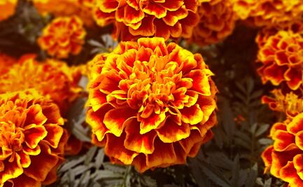 ¿Cómo usar el cempasúchil para repeler insectos?