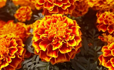 Toma nota: cómo diferenciar la flor de cempasúchil mexicana de la china